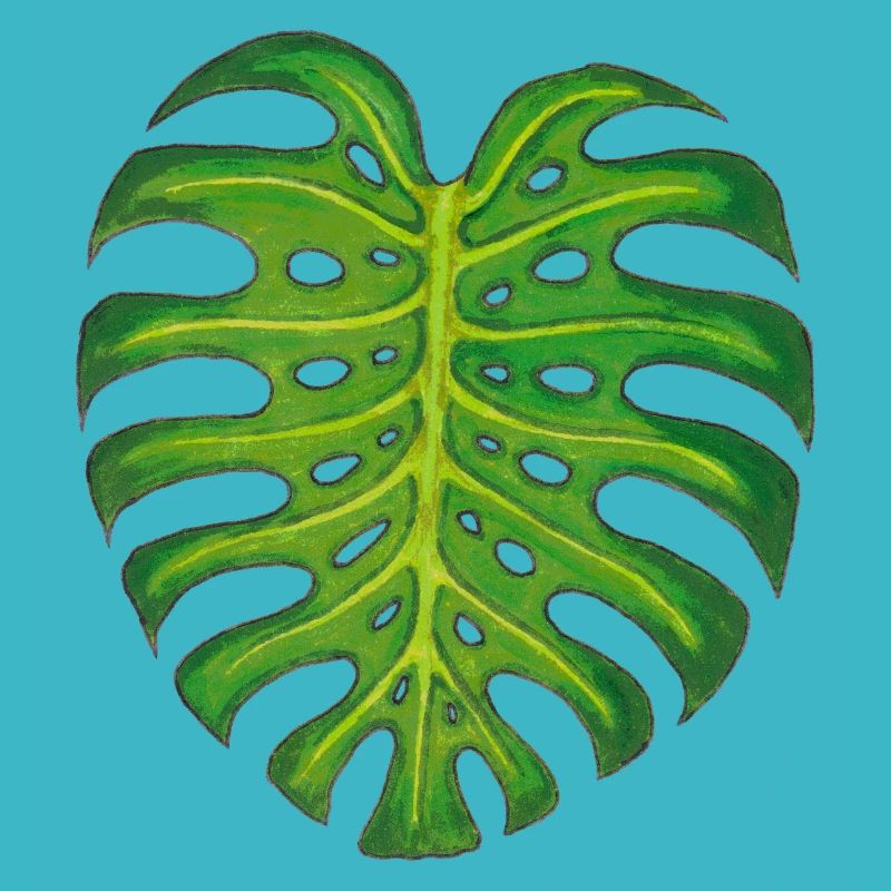 Monstera / Leaf