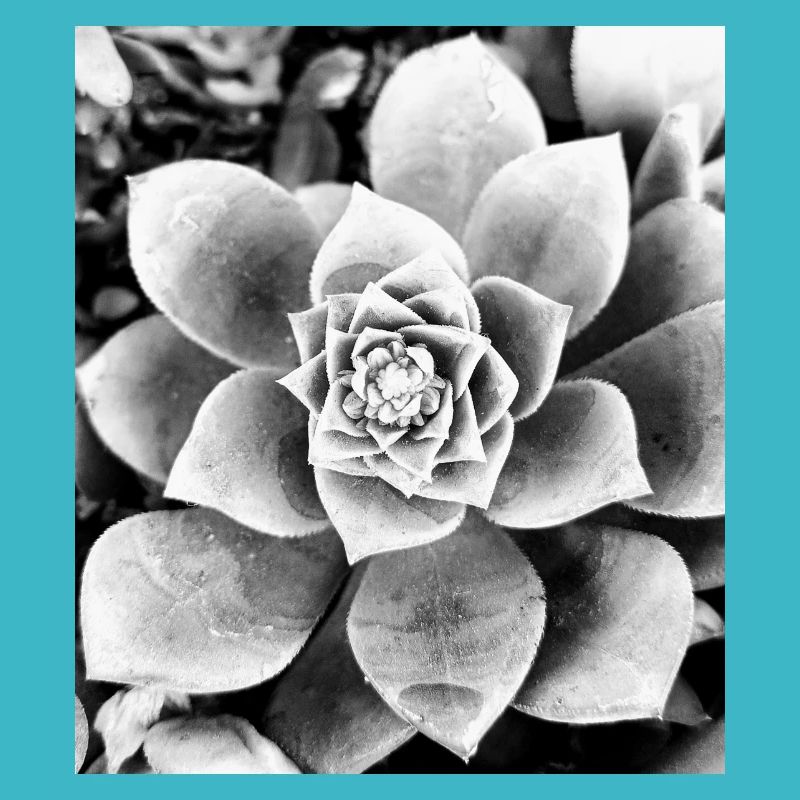 schwarz-weiße Blume