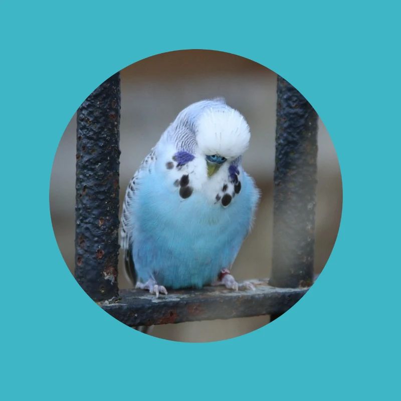 Bourgeons de perruche bleu