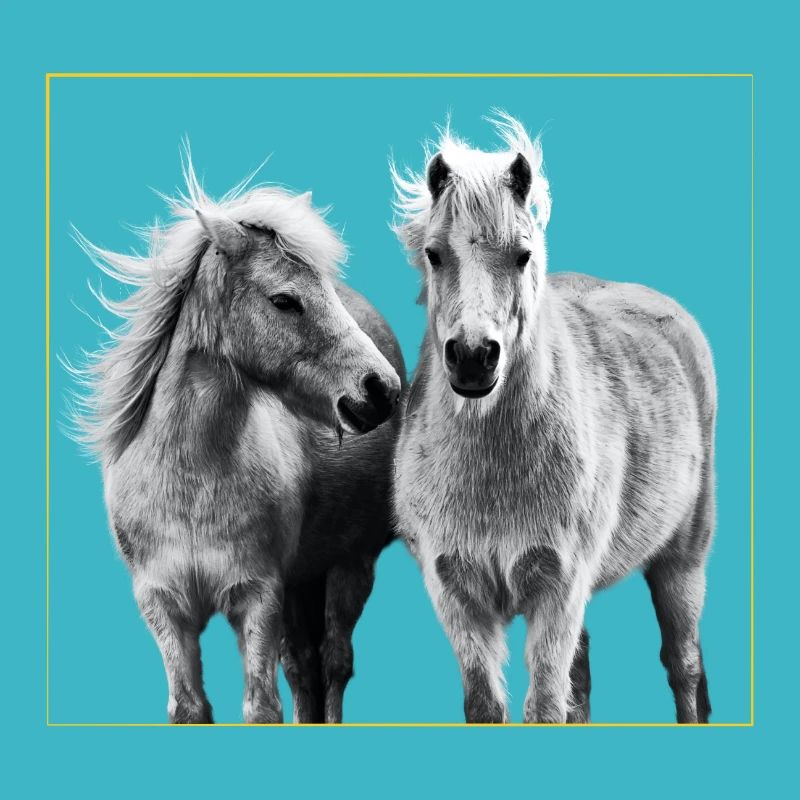Pferd - Pferde - Pony