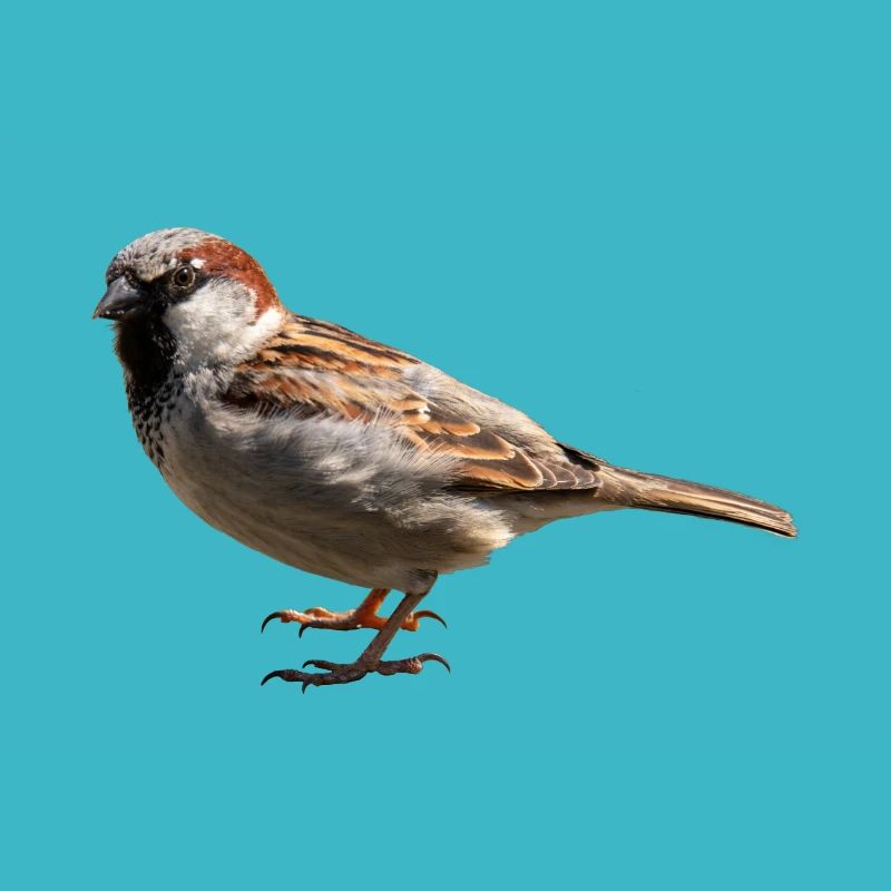 Spatz