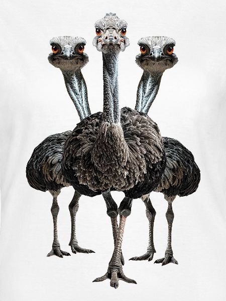 Vogelstrauss