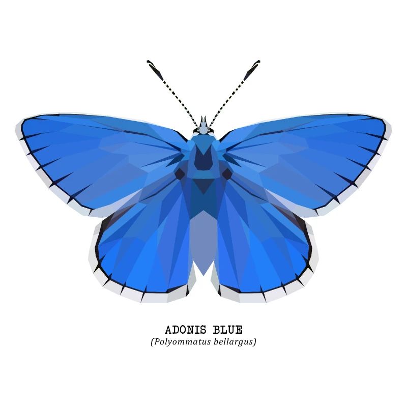 Adonis Bleu