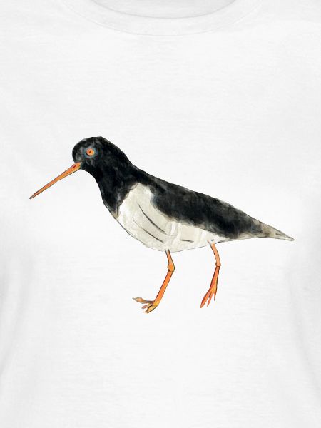 Austernfischer