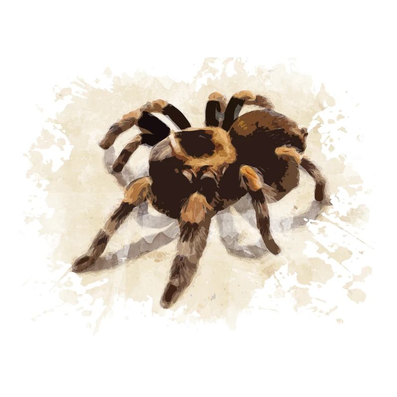 Tarentule araignée
