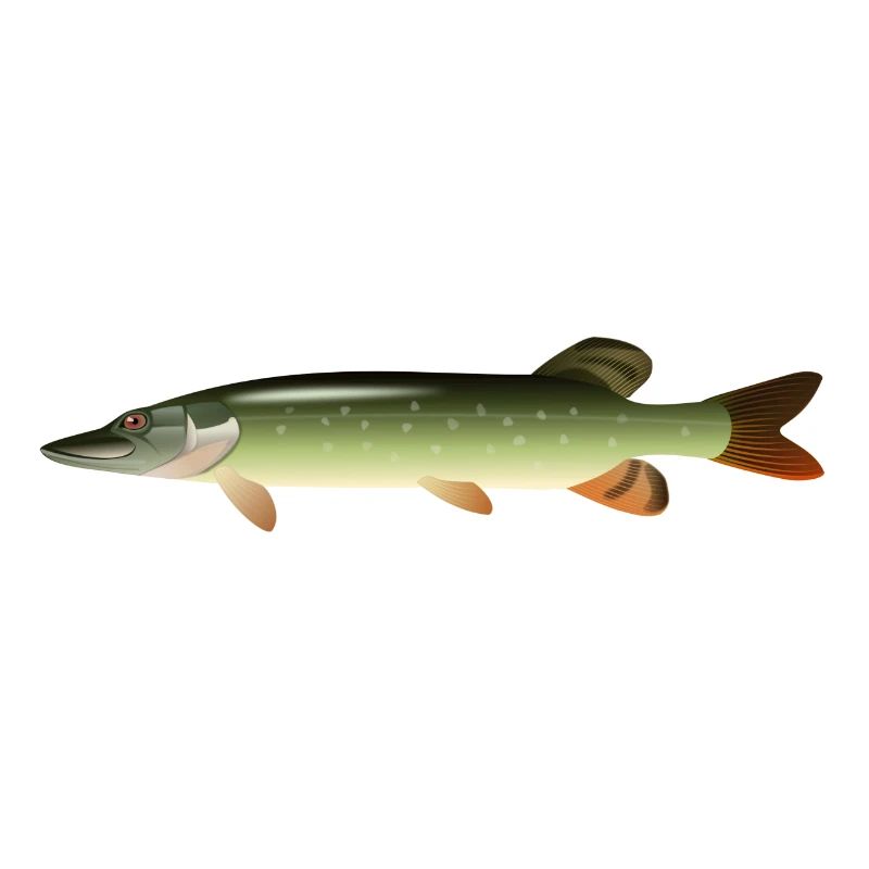 fish15