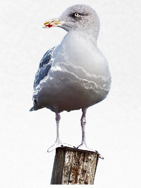 Möwe