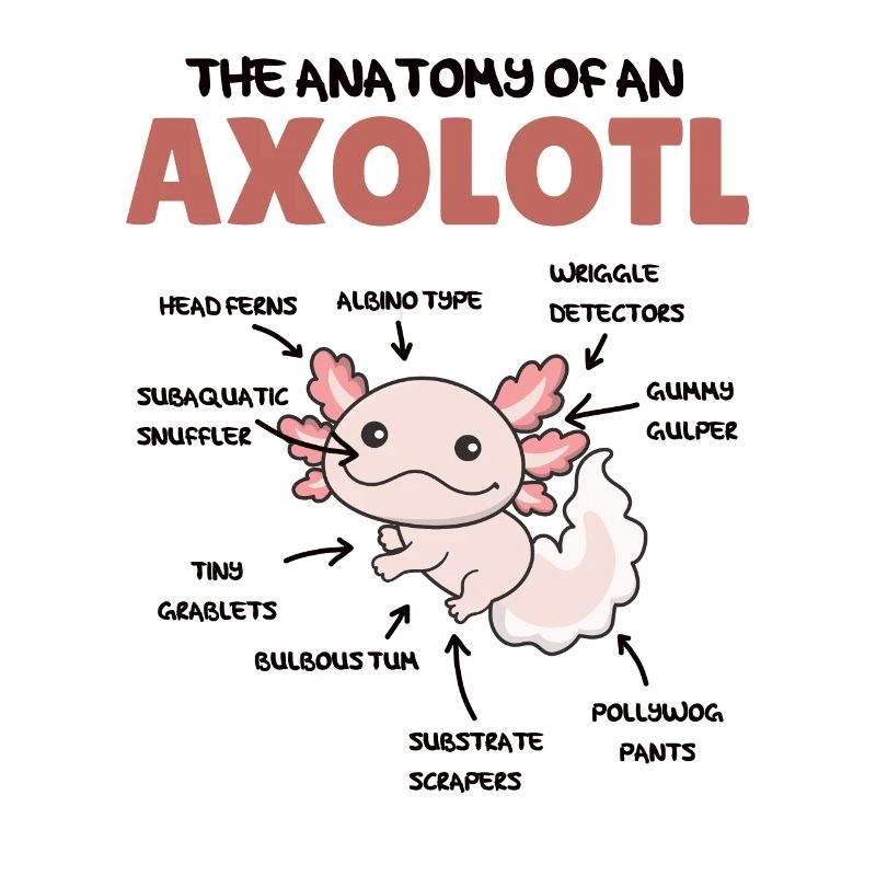 Axolotl Explication Anatomie d’un Axolotl
