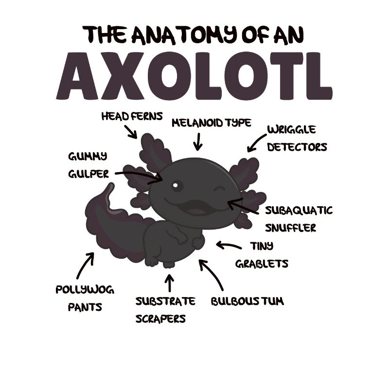 Explication de l’axolotl Anatomie d’un axolotl