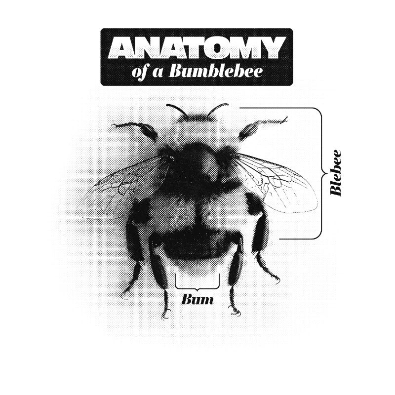 Anatomie d’un bourdon - jeu de mots amusant