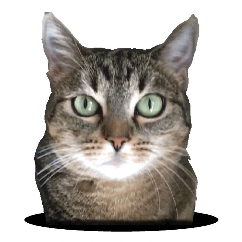 Kitty in a circle