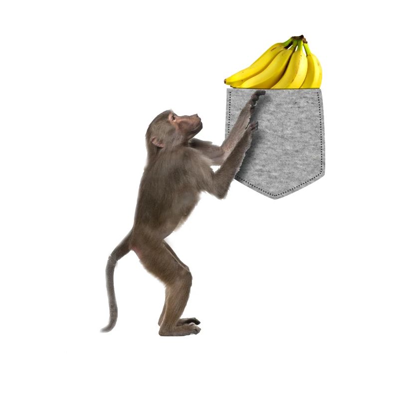 Pavian-Affe, der nach Banane in falscher Tasche greift