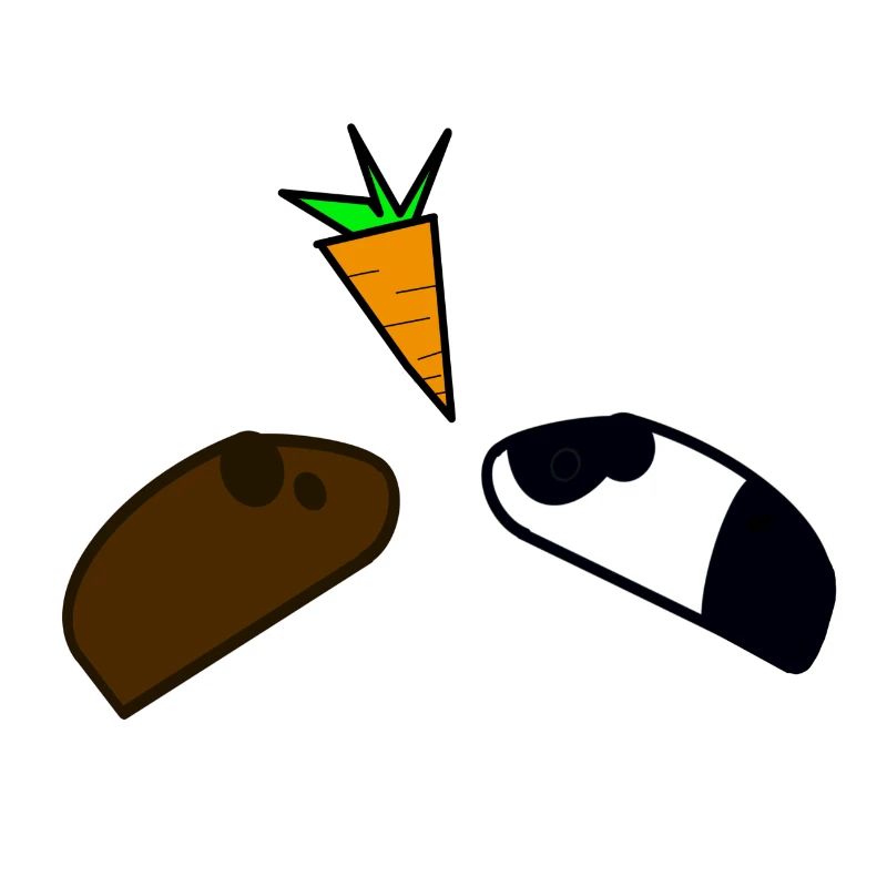 Cochon d'Inde