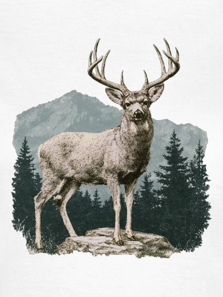Hirsch mit Geweih