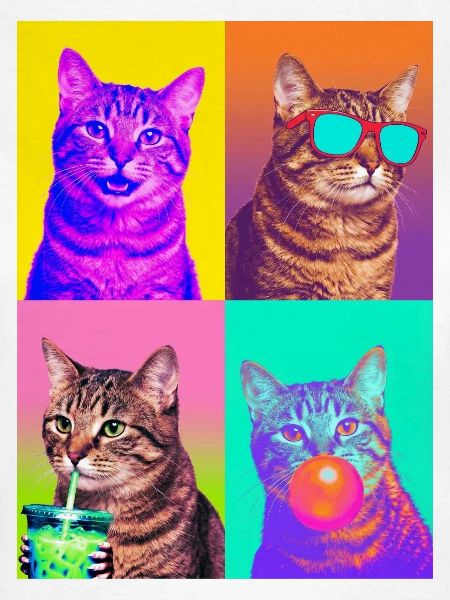 Katzen Pixie-Bob Katze