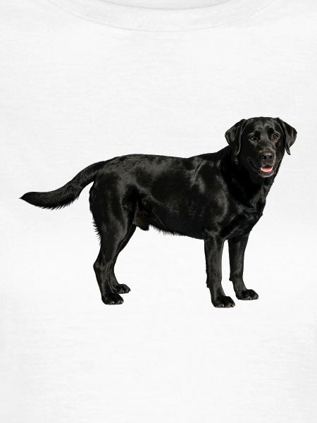 Schwarzer Labrador im Profil
