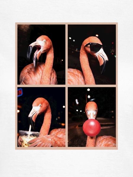 Flamingos Flamingo