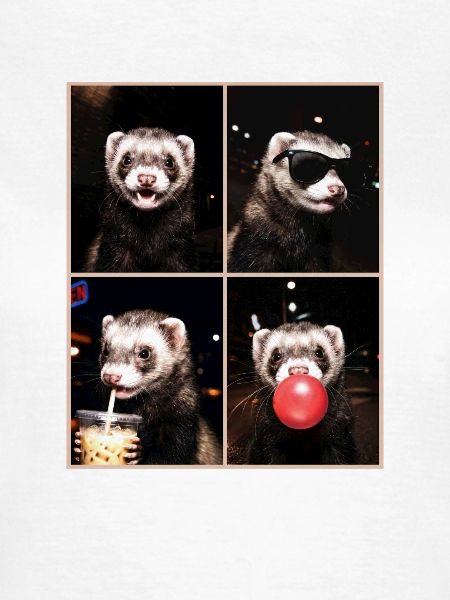 Ferret Frettchen