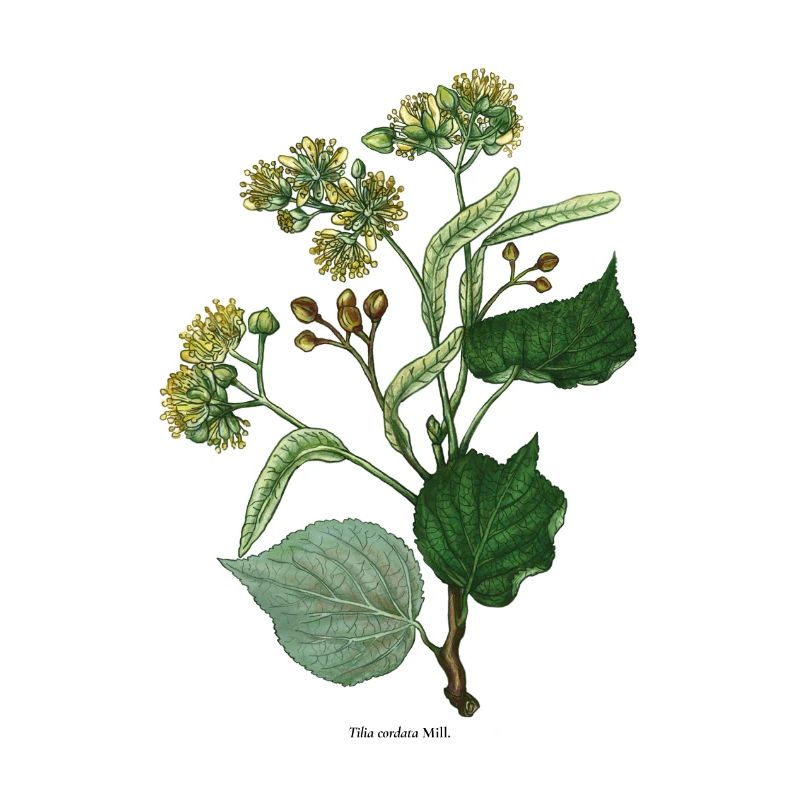 Grosse lime à feuilles