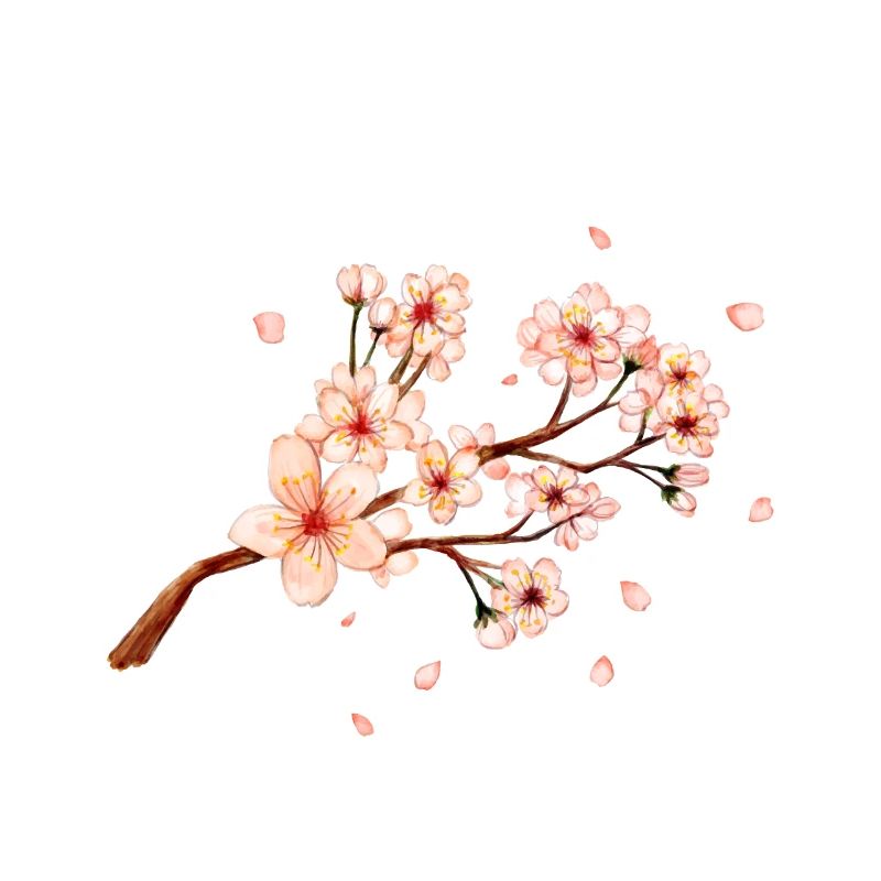Cherry Blossom
