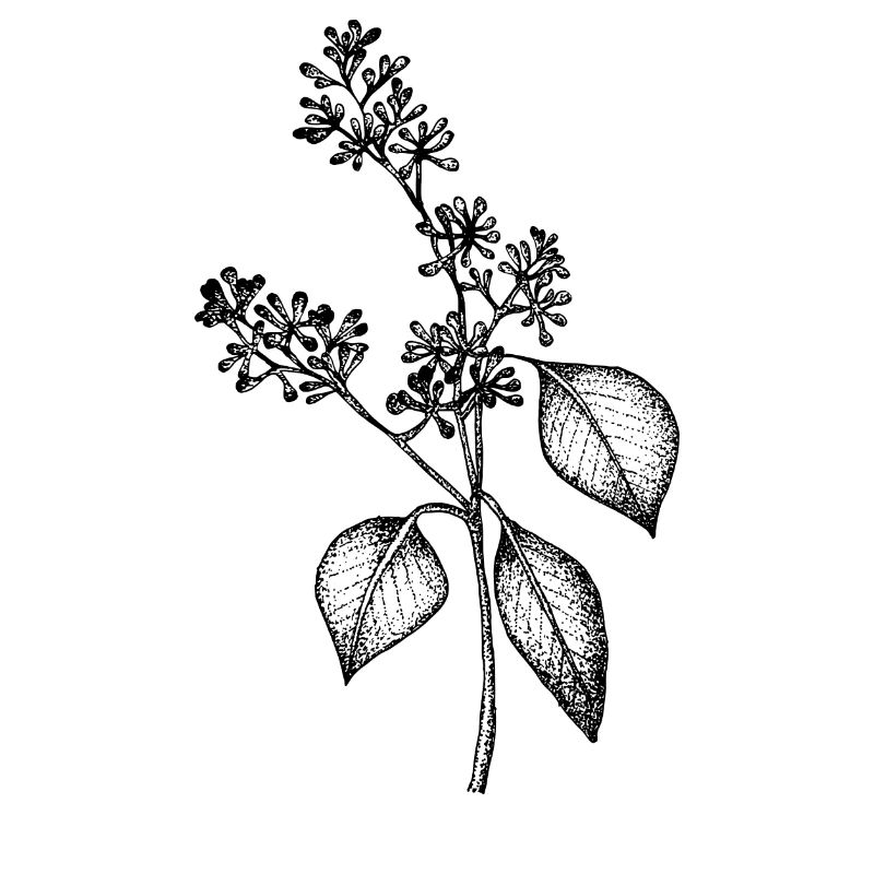 Eucalyptus