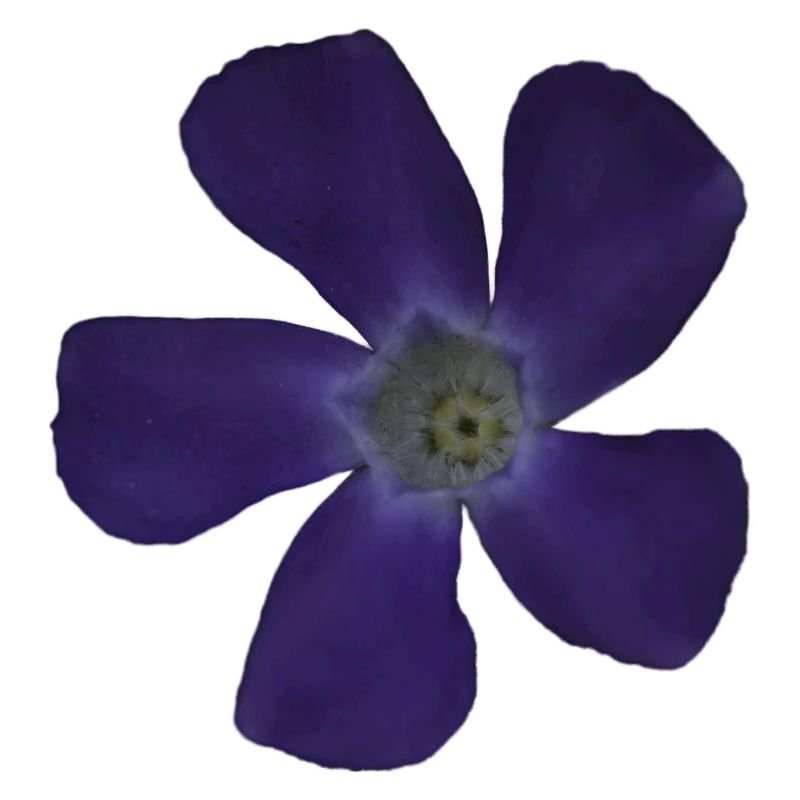 Fleur pourpre pervenche