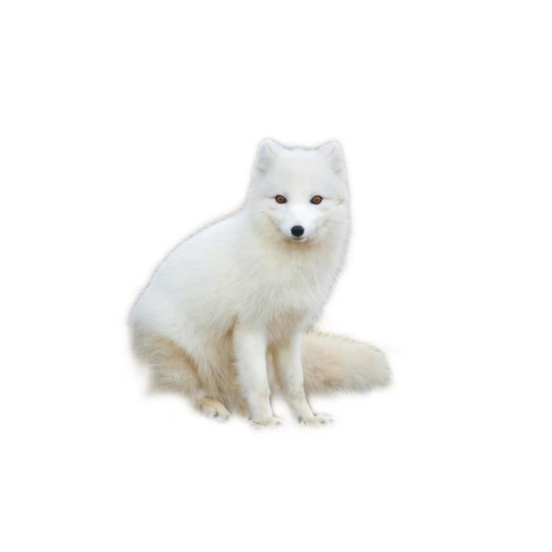 Arctic Fox