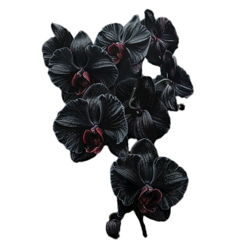 Splendeur de l’orchidée sombre dans le style gothique