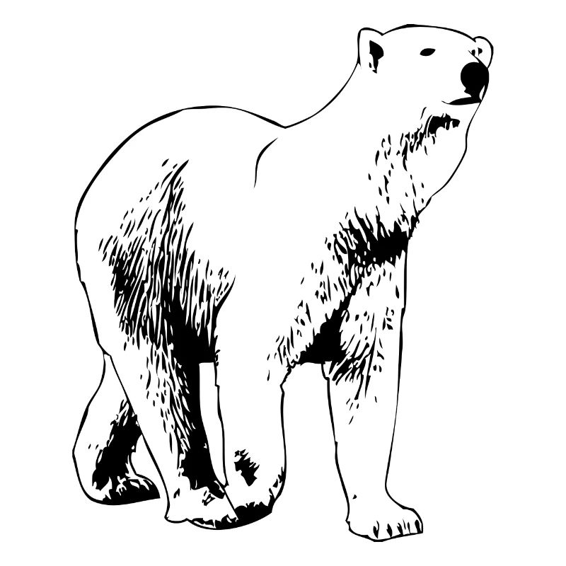 Polar bear - polar bear - arctic
