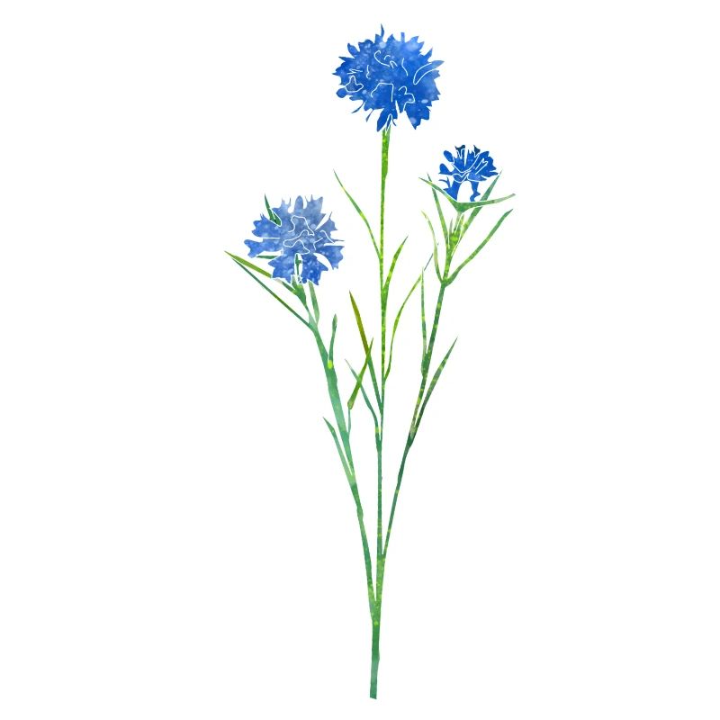 Cornflower.