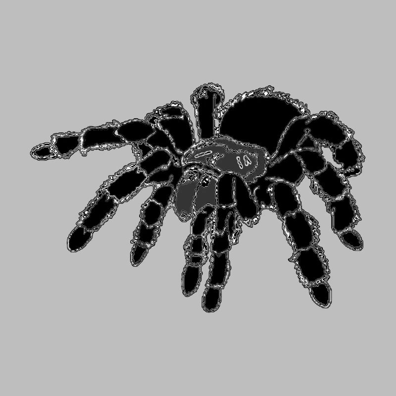 Tarantel, Spinne, große Spinne , schwarz