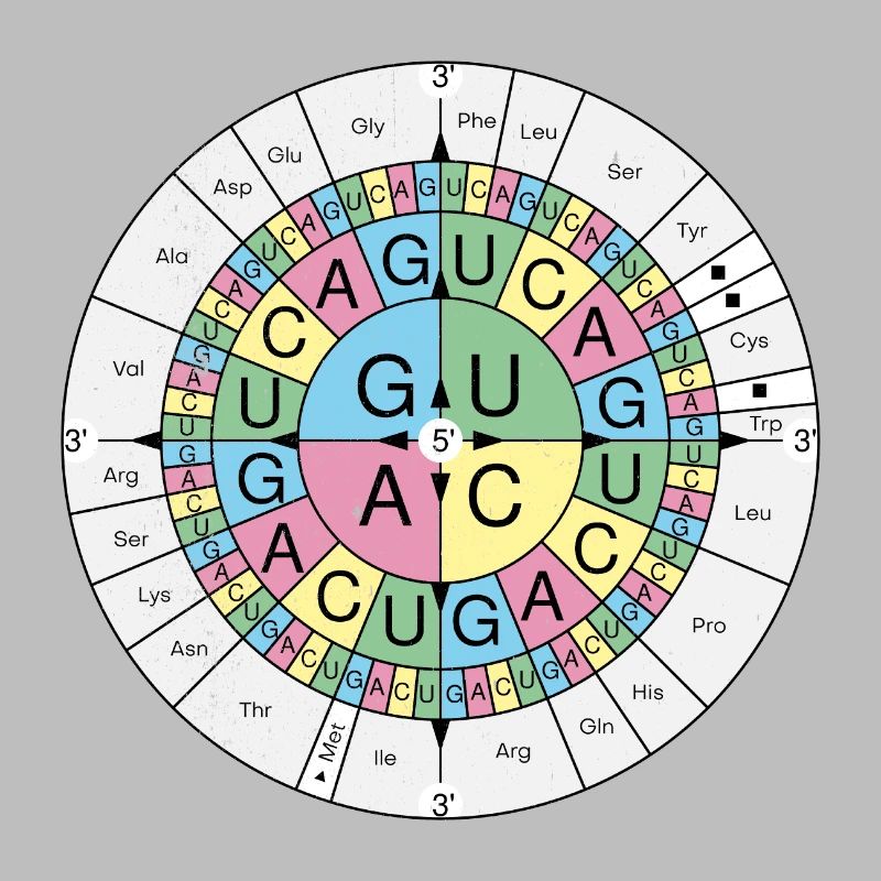 Biochimie RNA Codon Code Sun Grunge Look