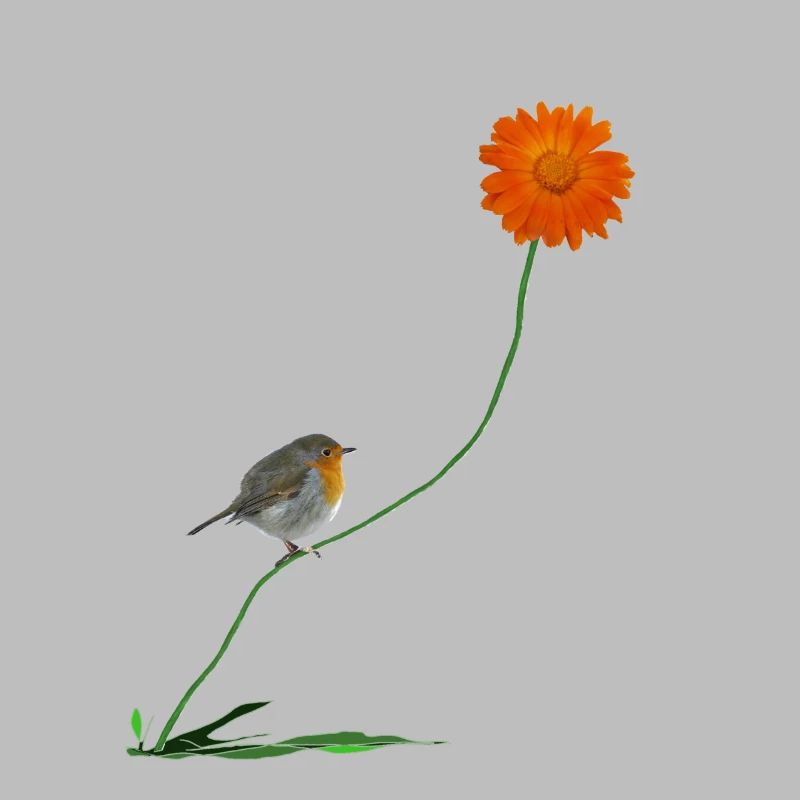 Robin avec fleur