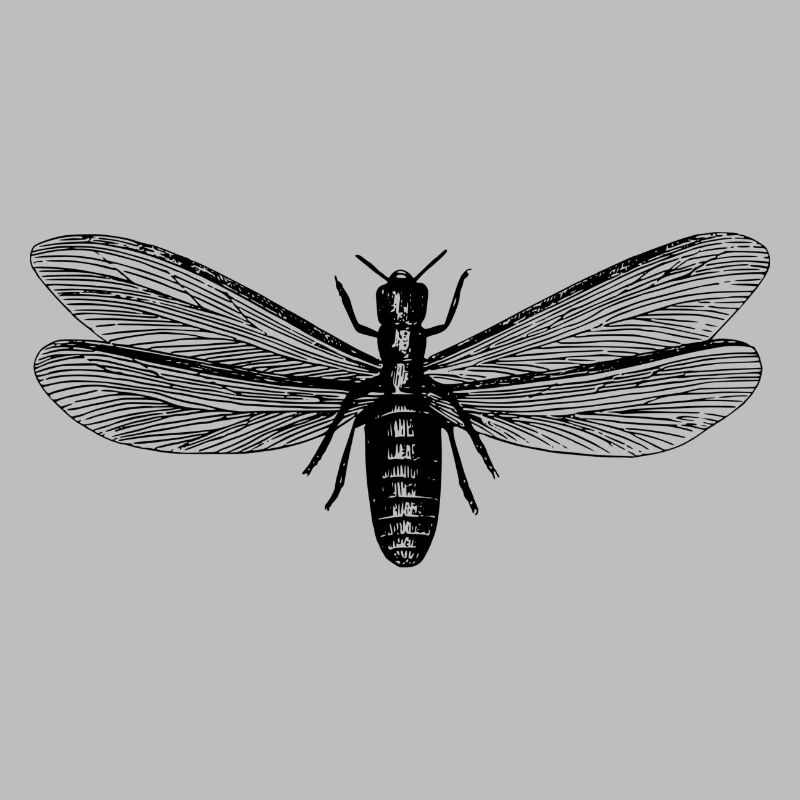 Insecte
