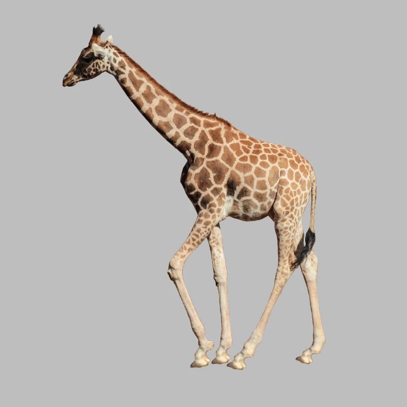Giraffe real