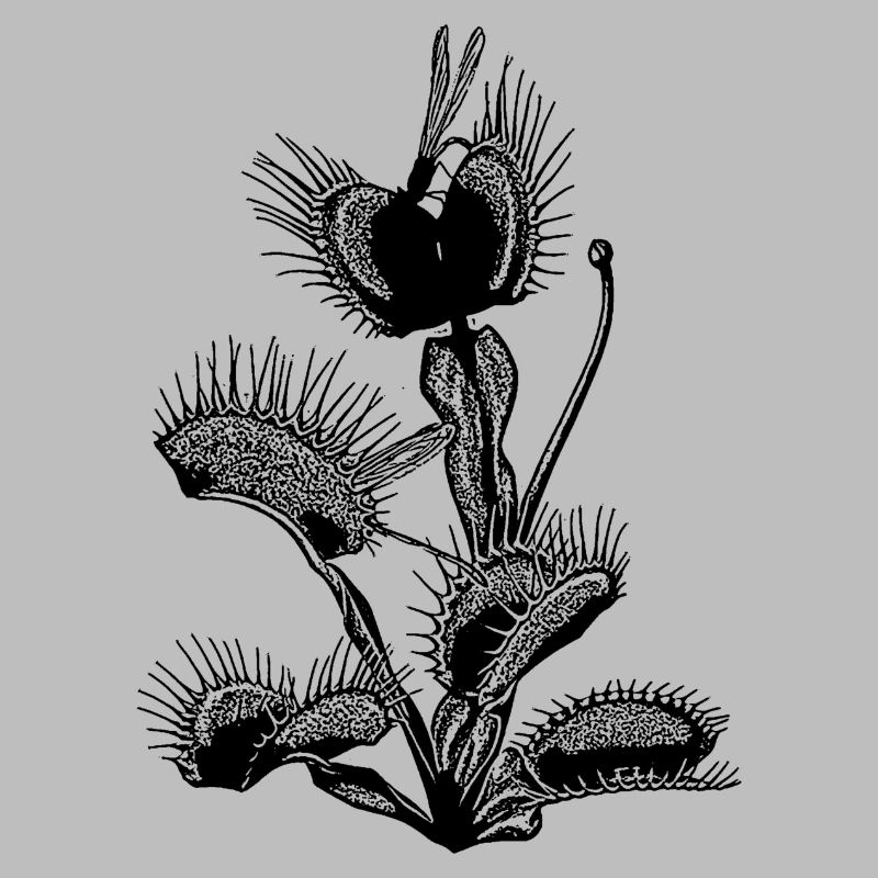 Venus flytrap