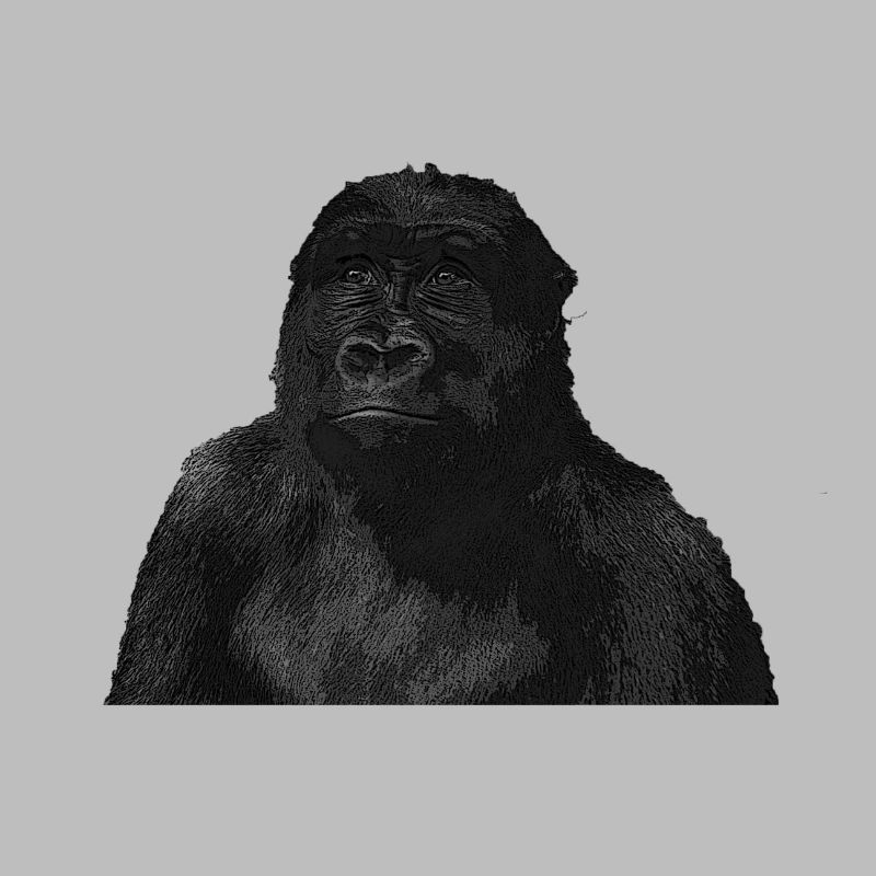 Monkey