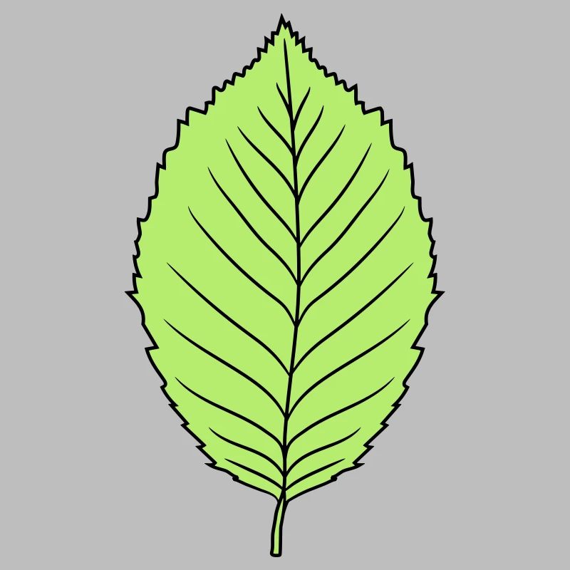 hêtre feuille arbre plante forme clip art conception forêt