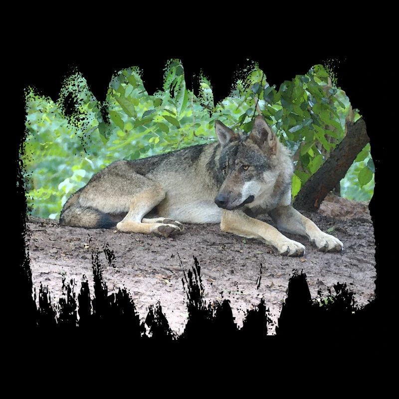 Loup gris