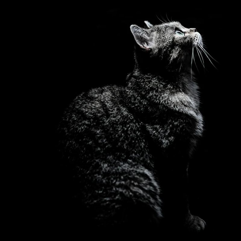 Chat mignon photo
