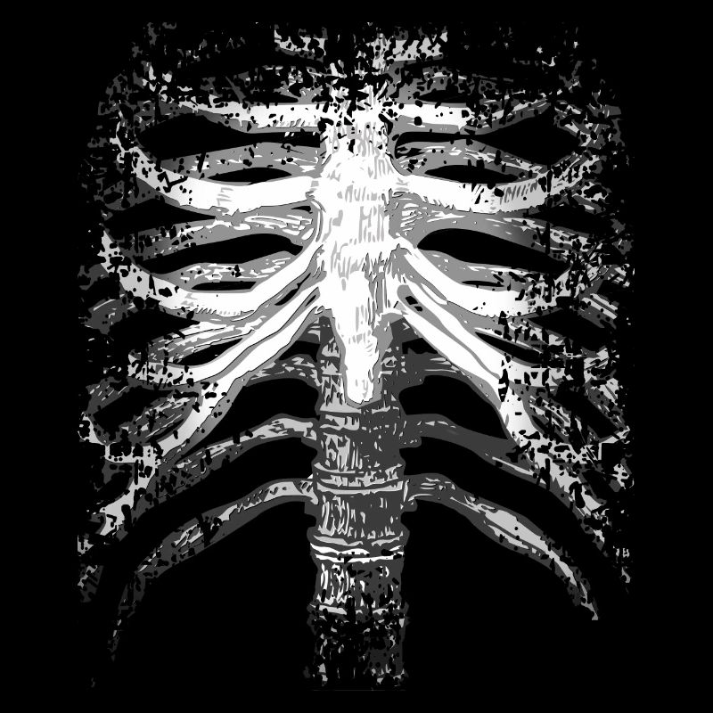 Skelett Rippen Brustkorb Skeleton