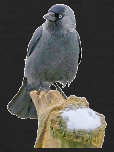 Jackdaw