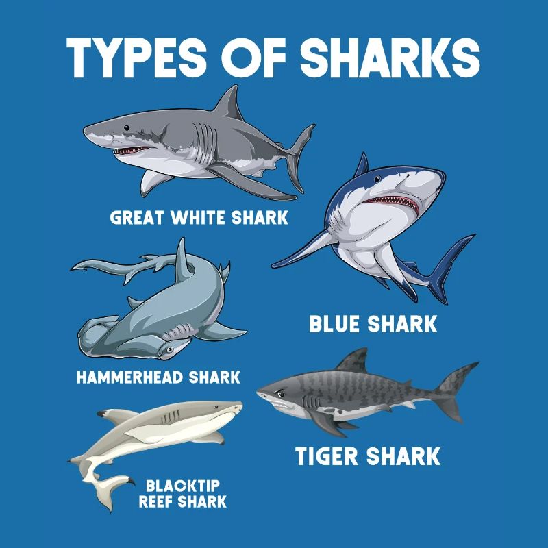 Types de requins