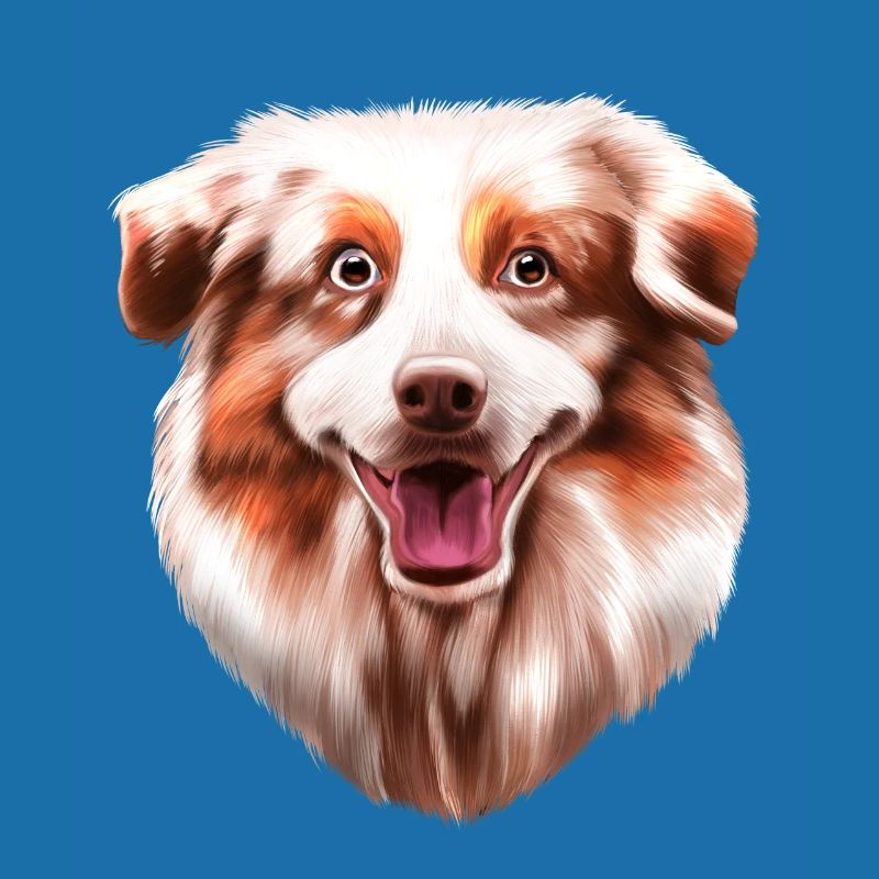 Australian Shepherd Aussie
