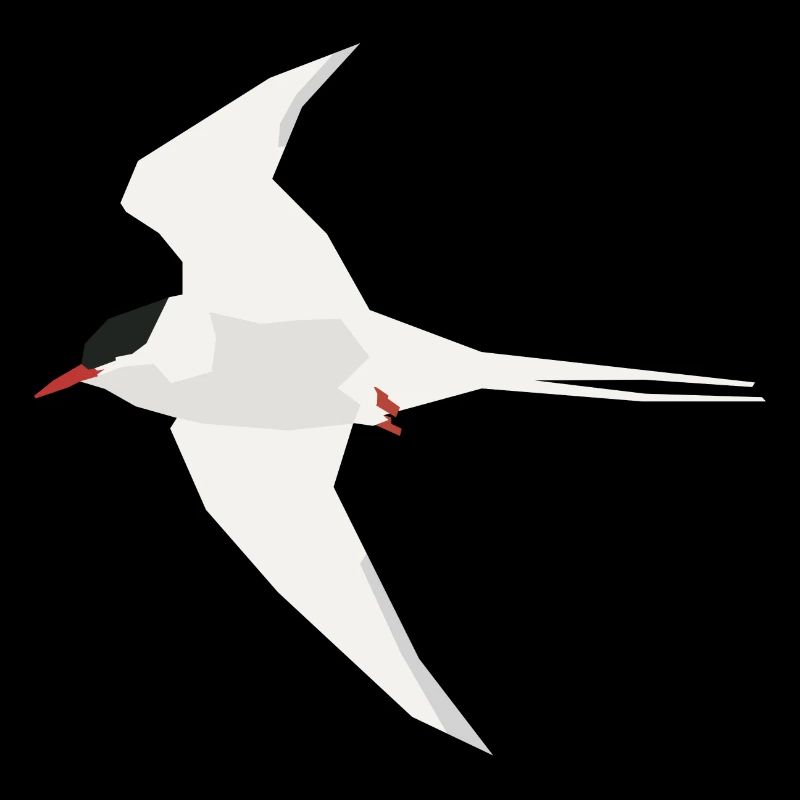 Arctic Tern flying