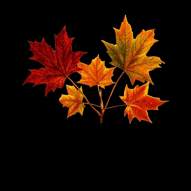 Feuille d'érable feuille d'érable