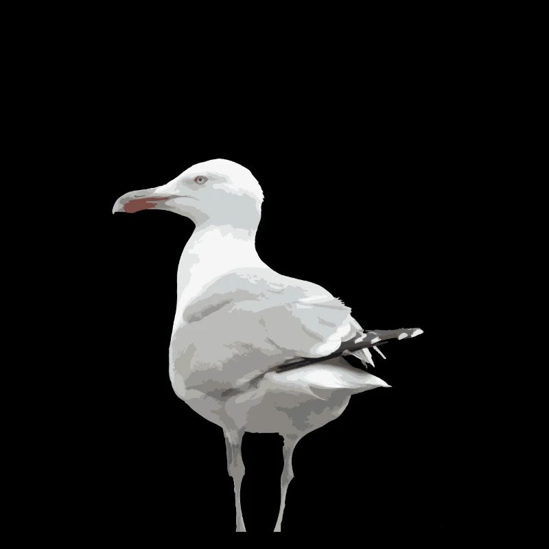 Die Möwe