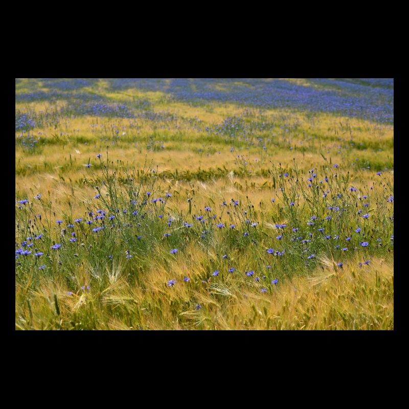 Champ de bleuets