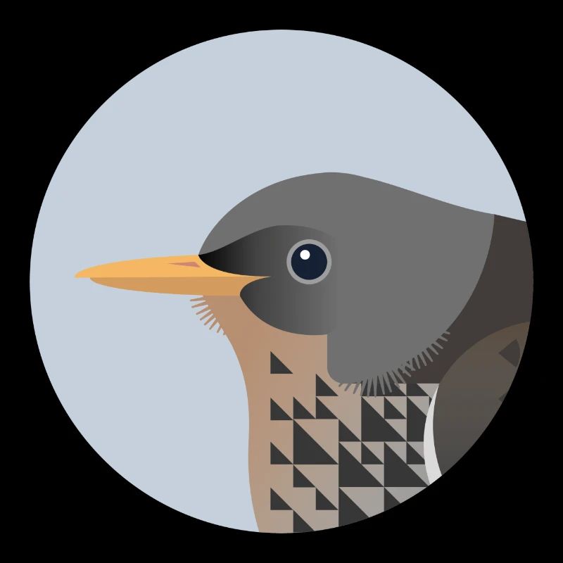 Grive oiseau / Portrait