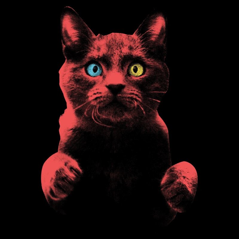 Chat effrayé avec hétérochromie